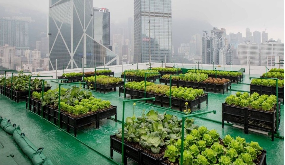 Cultivating the Future: The Rise of Vertical Farms in Sustainable Agriculture